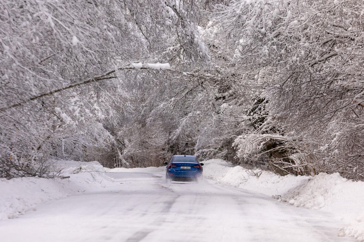 Vaeküla–Ulvi tee näeb muinasjutuline välja, kuid samas on liiklejad ohus, sest puud ja oksad võivad lume raskuse all murduda.