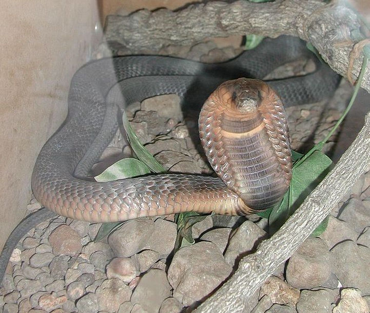 Egiptuse kobra