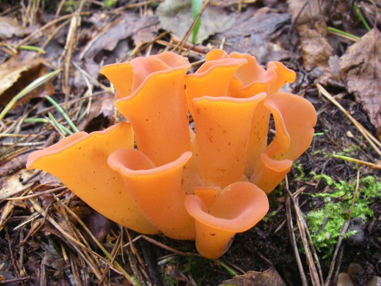 Красавица гепиния гельвеллоидная – съедобный гриб.