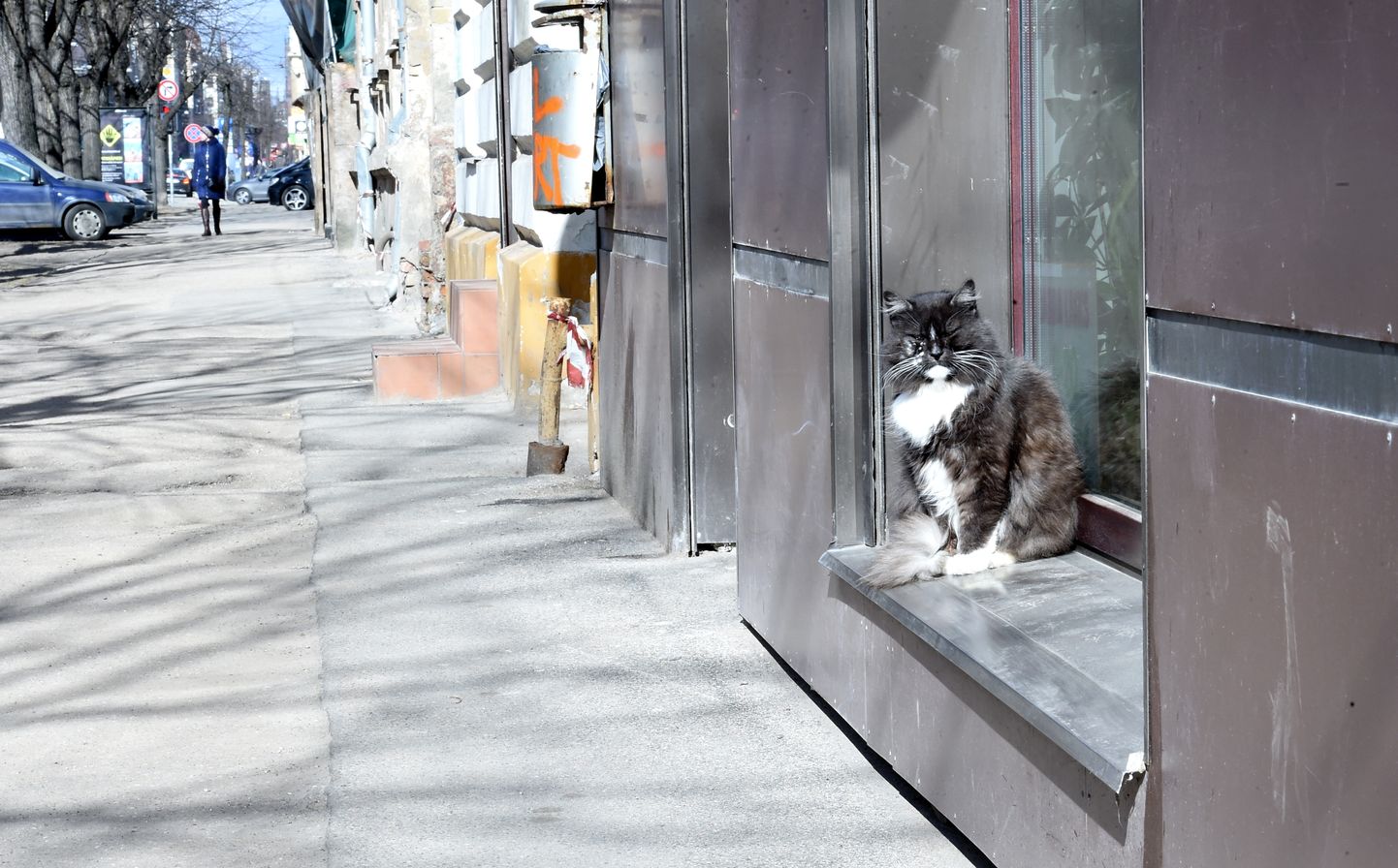 Kaķis Ģertrūdes ielā.