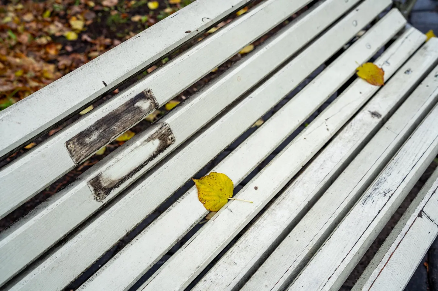 Pärnu parkides varastati mälestuspinkidelt 16 nimesilti.