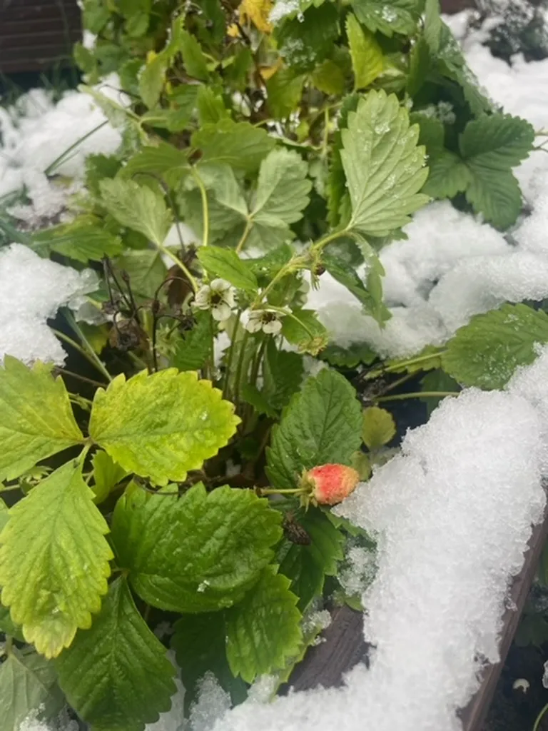 Esimene lumi Tartus ja lumest leitud maasikas.