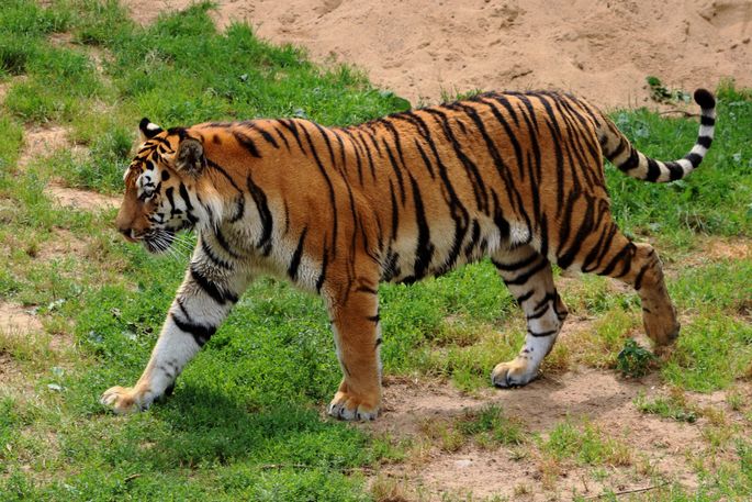 Видео: в Индии мотоциклиста чуть не поймал выскочивший из леса тигр