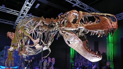 Loe kuidas T-Rex tegelikult elas ja millega Jurassic Parki film mööda pani