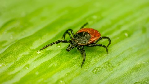 LÄBIMURRE ⟩ Teadlased leidsid kavala viisi borrelioosi peatamiseks juba looduses