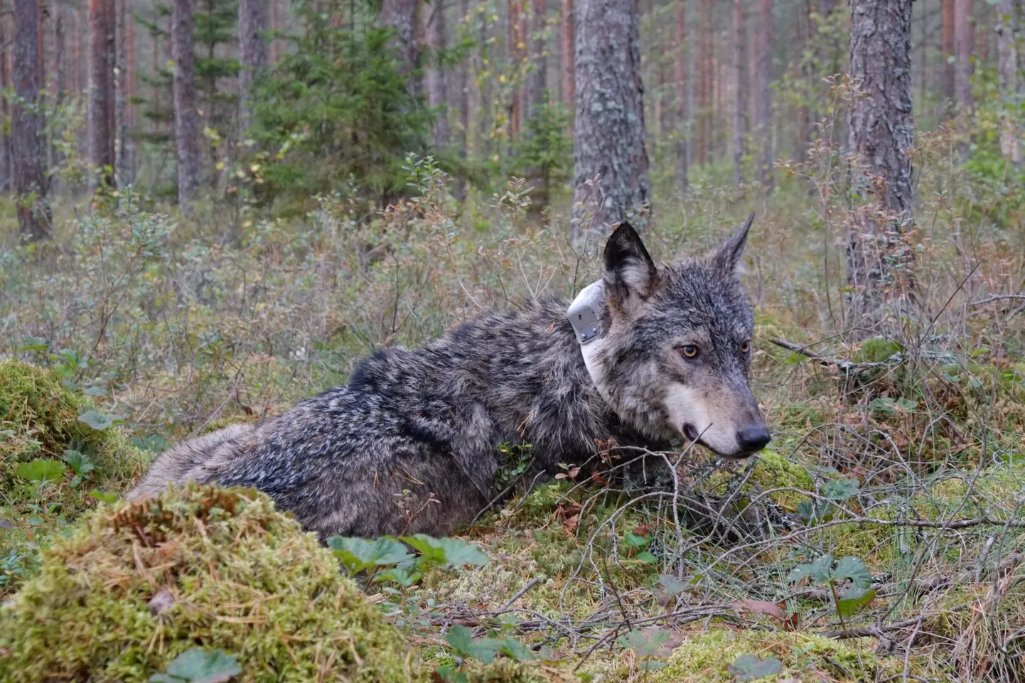 Praegu tutvub hunt Lääne-Harjumaa maastikega.