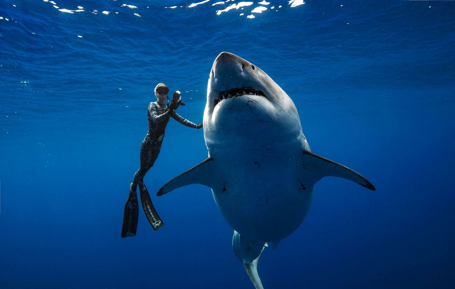 Hulljulged sukeldujad ujusid koos maailma suurima haiga.