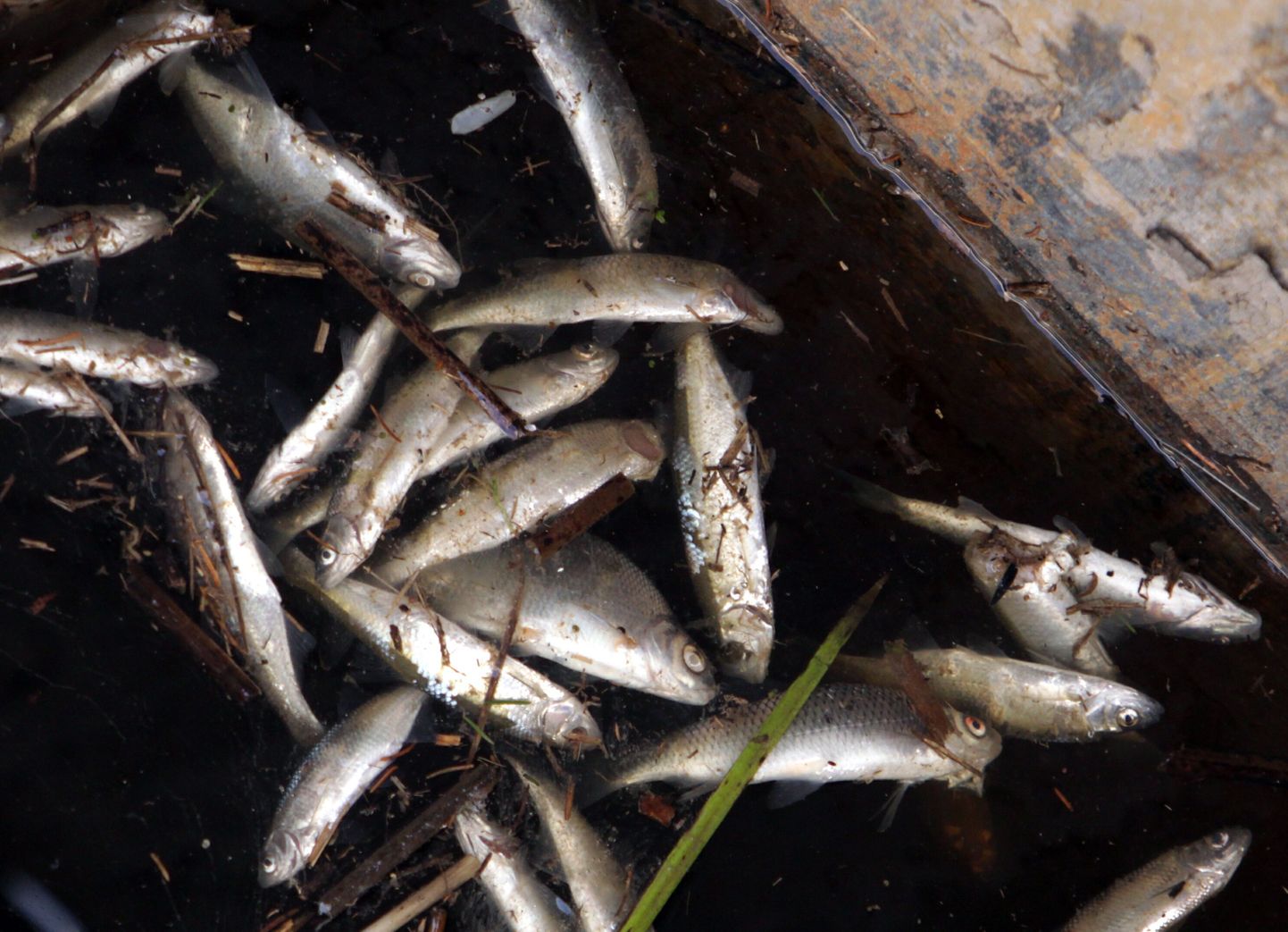 Мертвая рыба в Пярну. Иллюстративное фото.