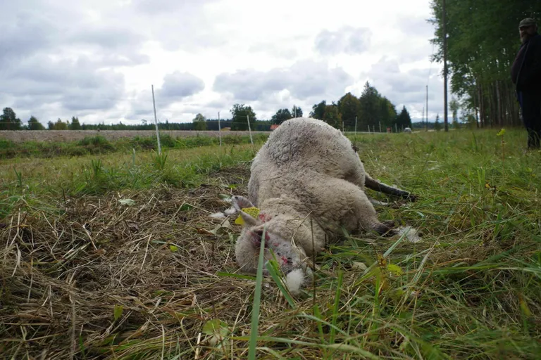 Mullu murdsid hundid Pärnumaal üle 200 lamba.