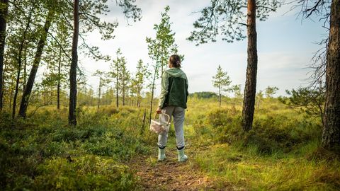 Seeneekspress reedab Eesti parimad seenekohad