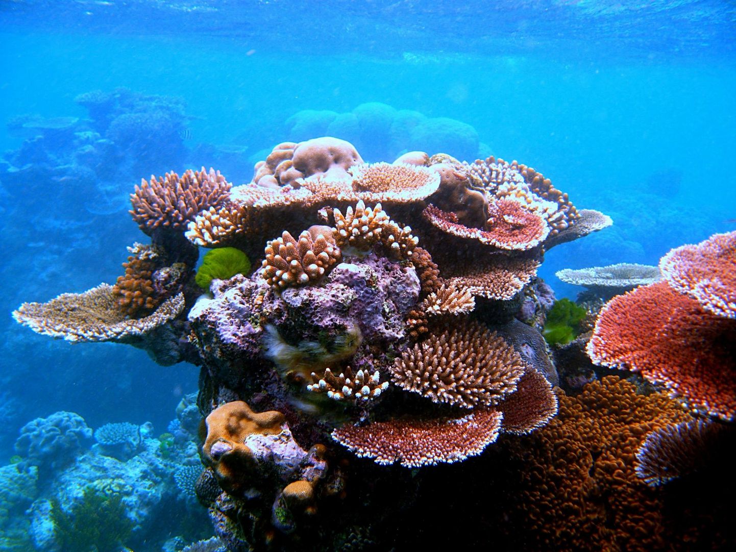 Maakera kõige produktiivsemad ökosüsteemid asuvad Austraalia Suurel Vallrahul. Pildil Suure Vallrahu korallid Cairnsi lähedal. 