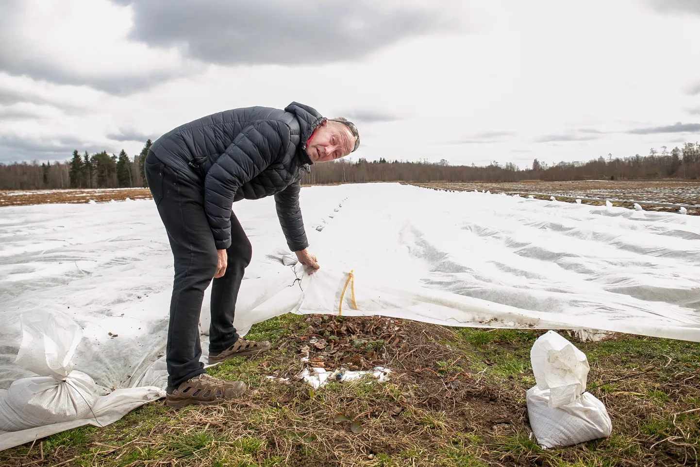 Saue vald, Tuula küla. Energiaettevõte plaanib rajada läbi Tuula küla võimsa elektriliini. Pildil: marjakasvatusega tegeleva Raja talu peremees Gunnar Tärn maasikapõllu juures, mida uus elektriliin ületama hakkaks.