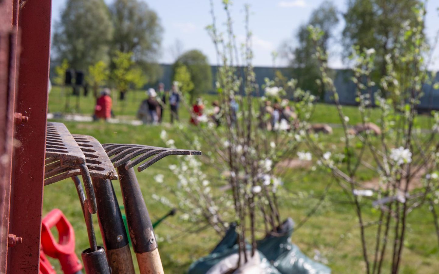 ERMi Pärimuste pargis leidsid rajatavas viljapuuaias laupäeval esimestena koha õunapuuistikud, mis juba õitsesid. 
