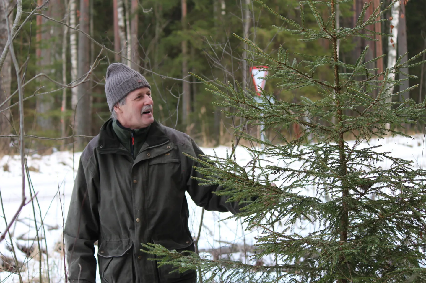 RMK Võrumaa metskonna metsaülem Agu Palo näitab Võru linna lähedal metsatee ääres kasvavat kuusepuud, mis sobiks mõnele perele jõulupuuks.