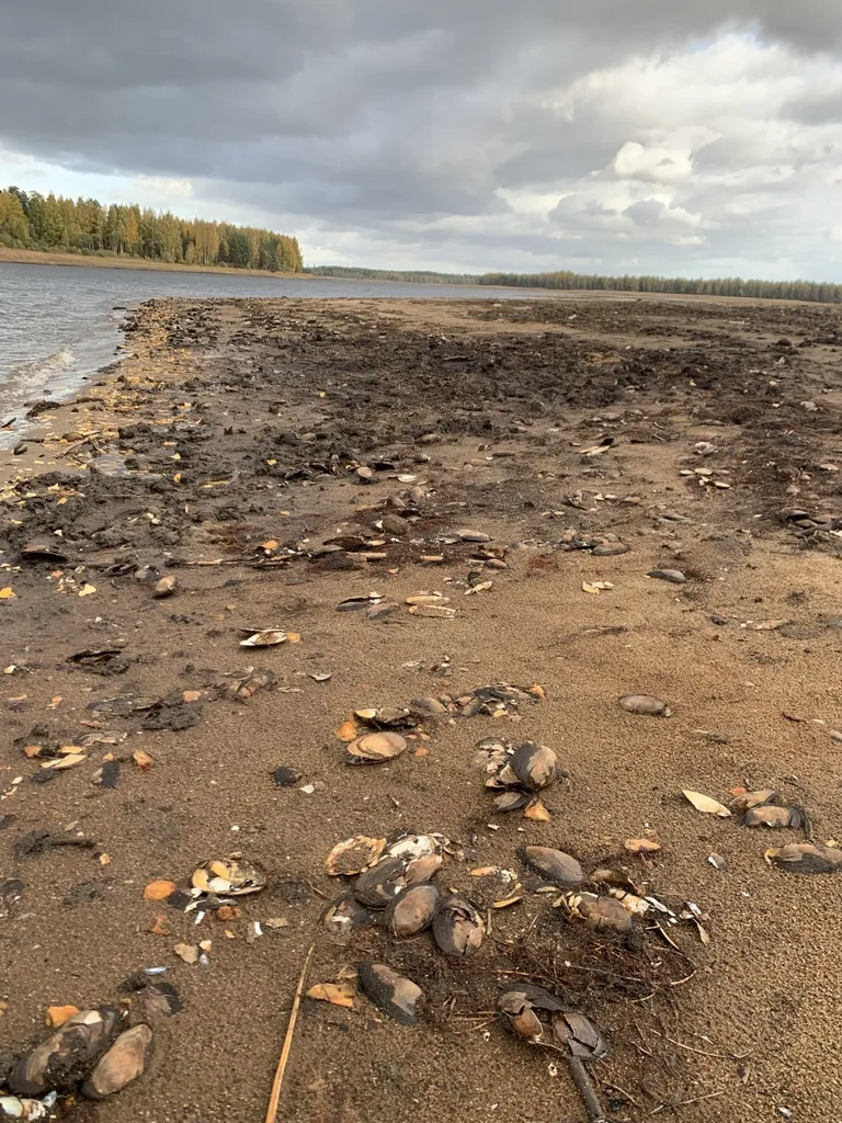 Soodla veehoidla järvekarbid
