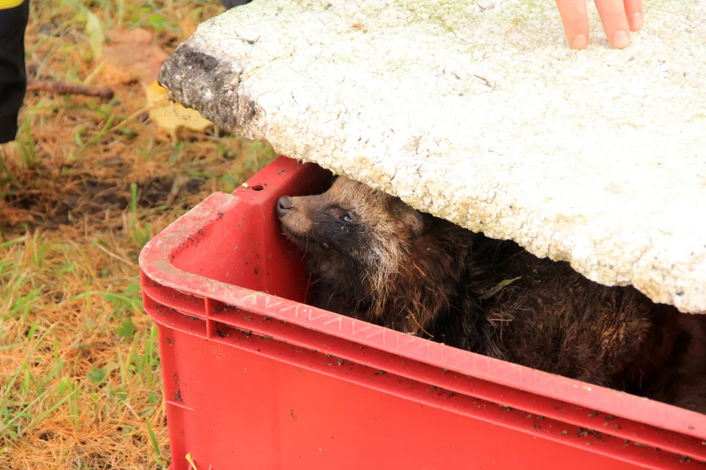 Veterinaar Jaan Luht kinnitas, et tegemist on haige loomaga. Täpsema vastuse annab aga labor.