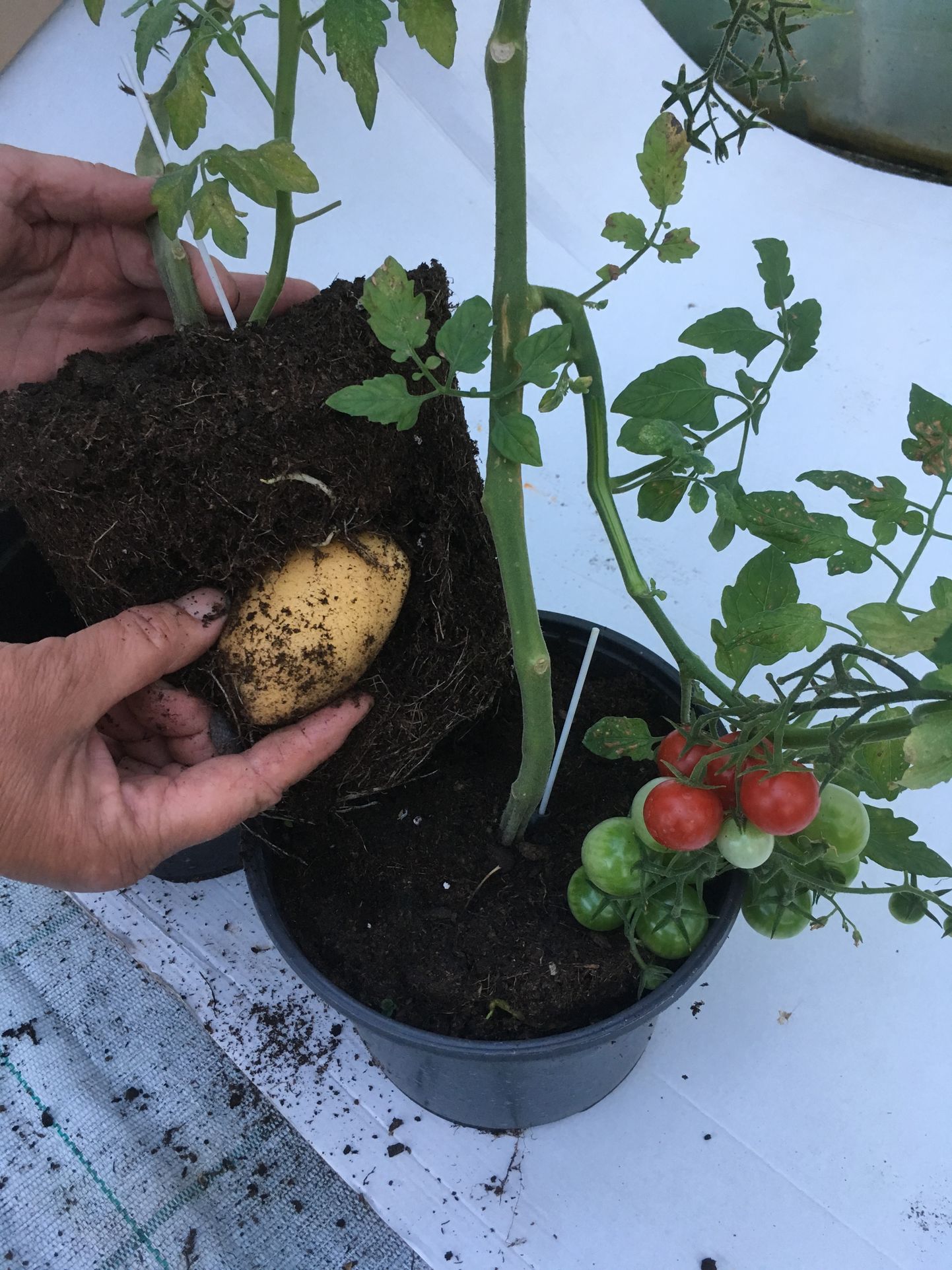 Läinud pühapäeval oli Sillametsa talus ühel tomatkartulil küljes punaseid tomateid, mullapallis üks suur mugul ja lisaks kaks väikest veel mulla sees peidus.