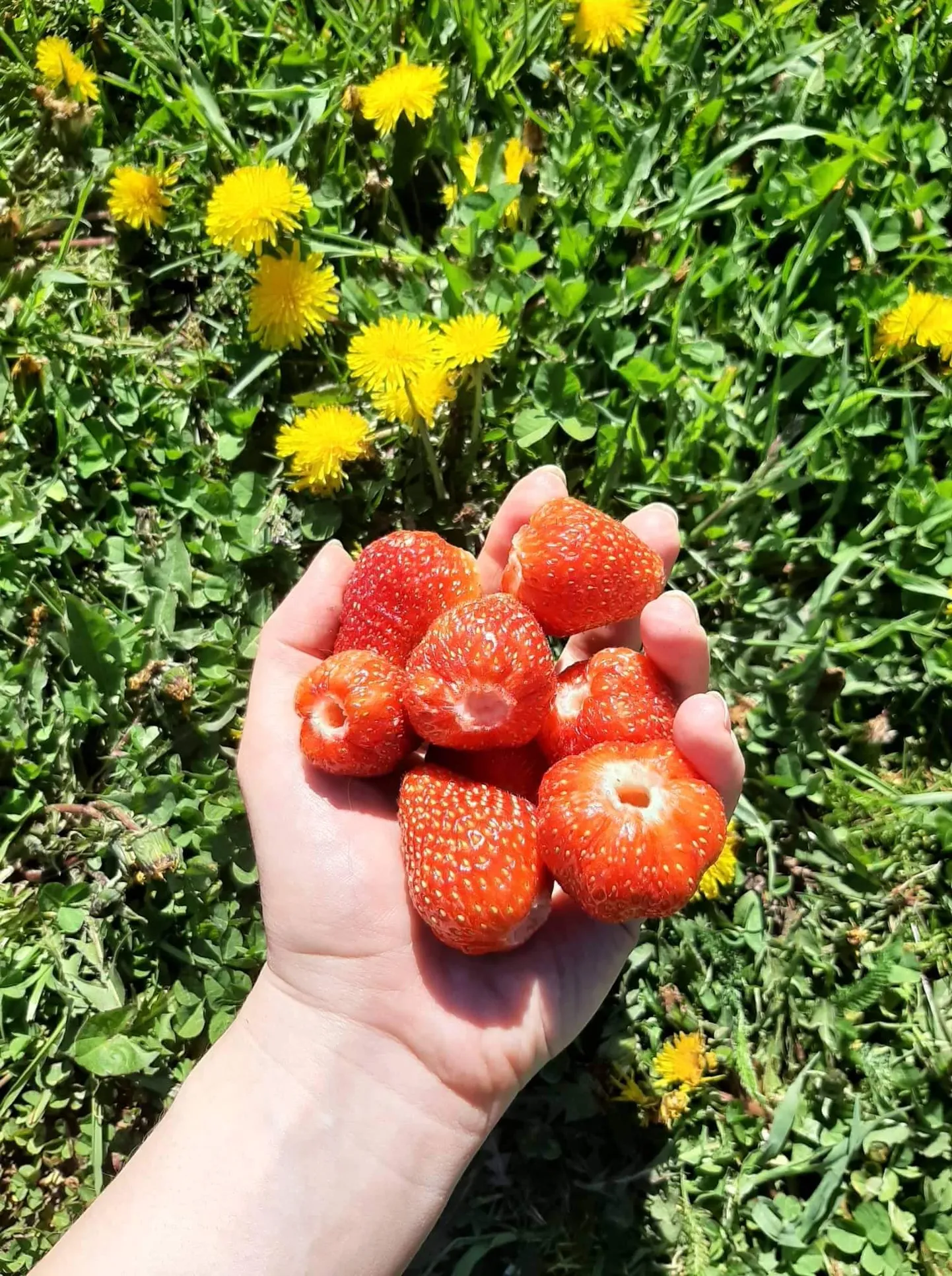 Artikli foto