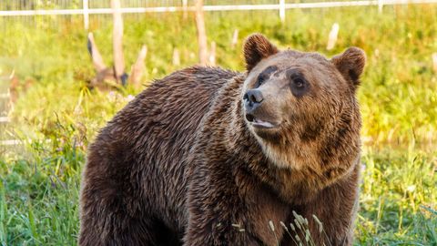 Sodišče ustavilo lov na medvede v Estoniji do 29. avgusta