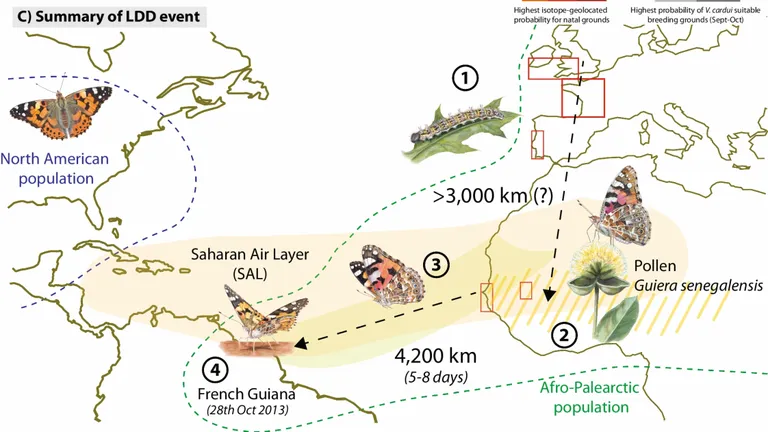 O diagramă care rezumă locurile probabile de naștere și calea unui roi de molii V. cardui peste Oceanul Atlantic, din Africa de Vest până în America de Sud, unde face o călătorie non-stop de cel puțin 4.200 km în 5-8 zile.