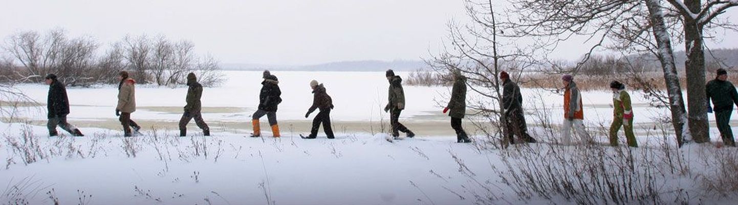 Eestimaa Looduse Fondi liikmed otsisid üleeile bioloog Rein Kuresoo eestvedamisel Alam-Pedjal jälgi seal liikuvast viiepealisest võsavillemikarjast.