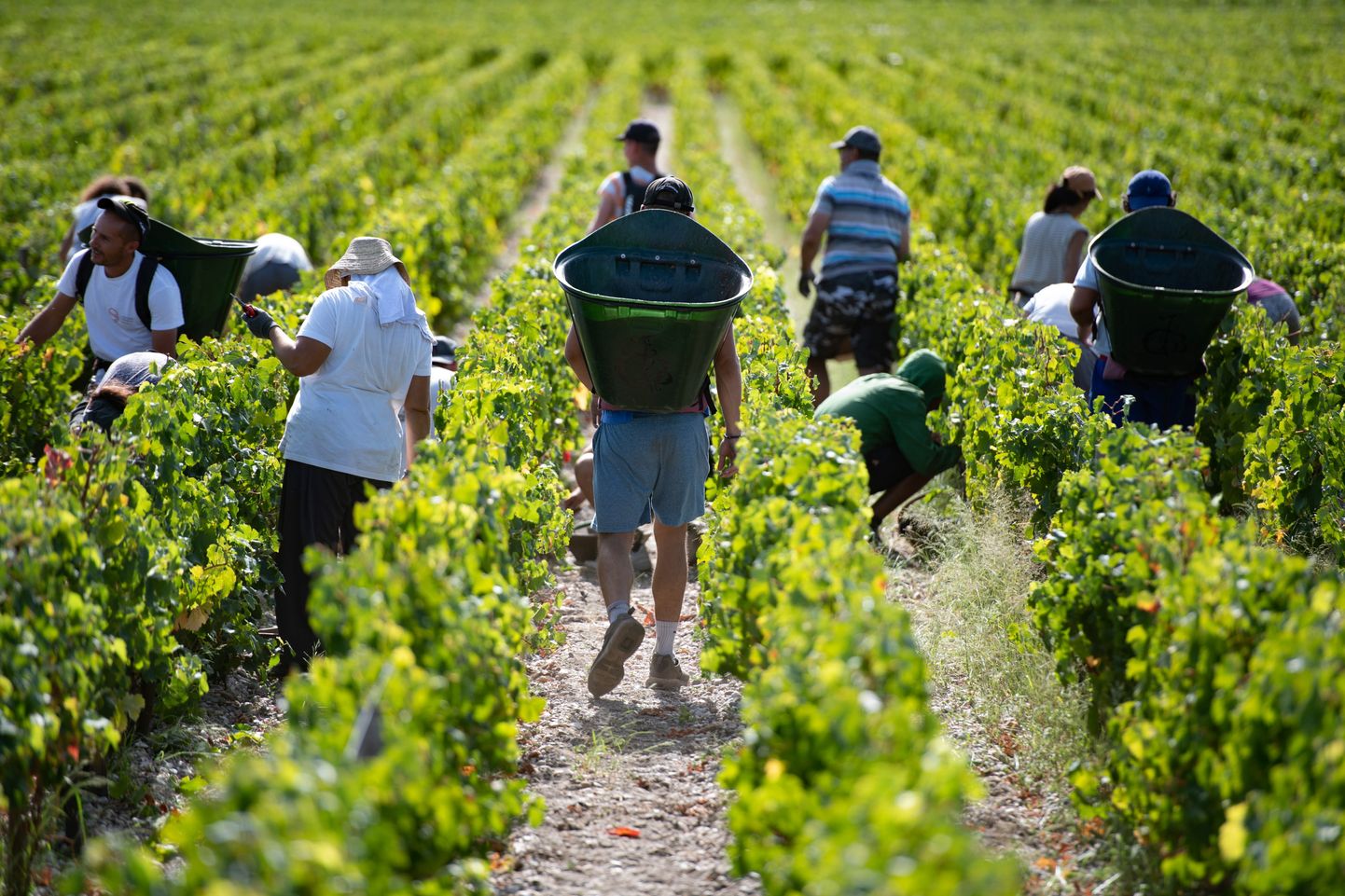 Prantsusmaa viinamarjakasvandus.