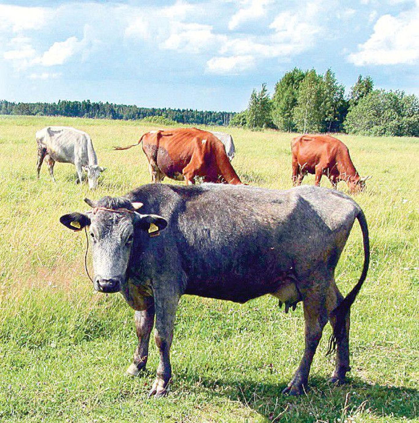 Läti riik on andnud hoogu sinakashalli kasukaga liivi lehma aretusele, sellegi tõu säilimine on suuresti väiketalunike teene. Foto on tehtud ülemöödunud nädalal Kuramaal.