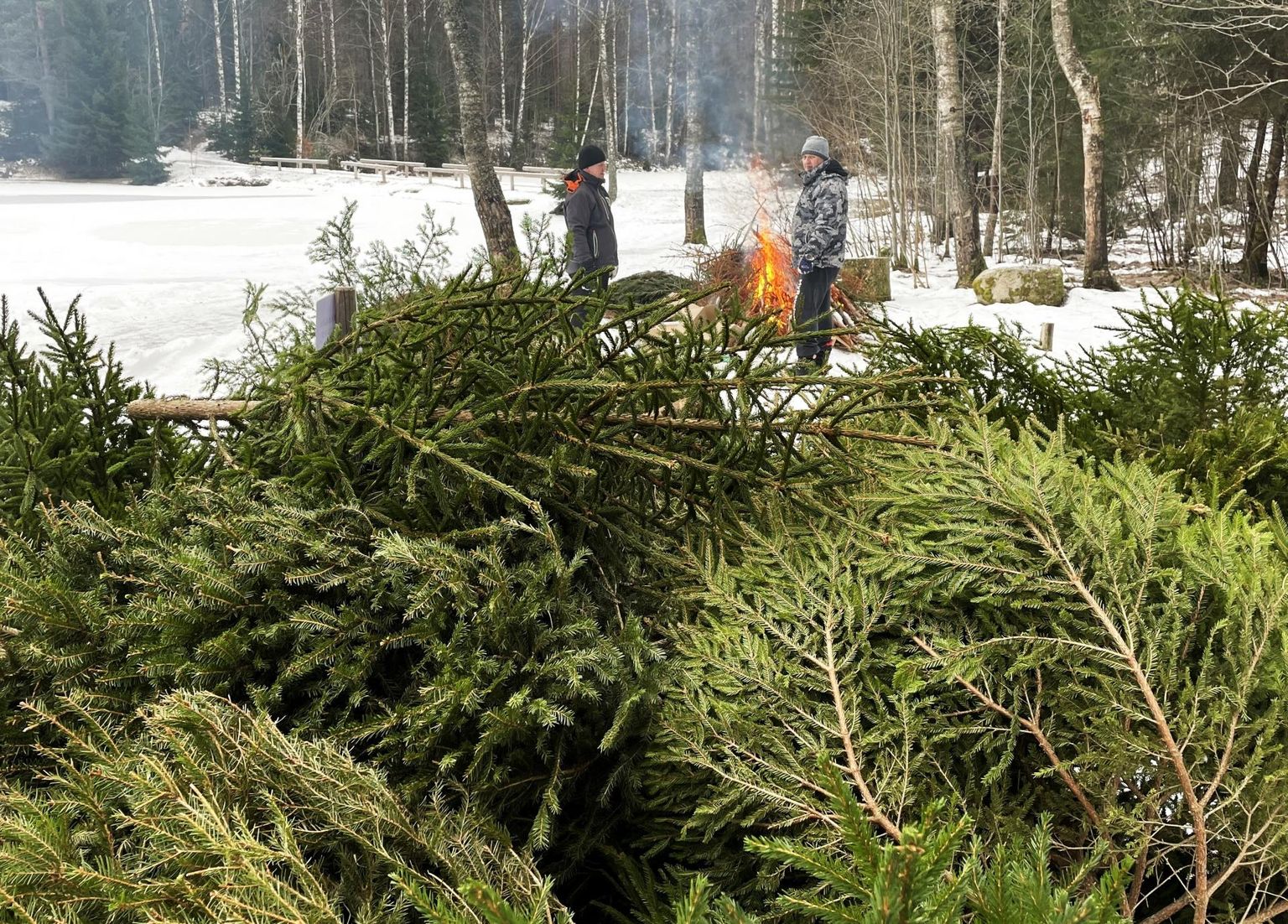 Kilinginõmmekate poolsada jõulupuud läks Lavi järve ääres lõkkesse.