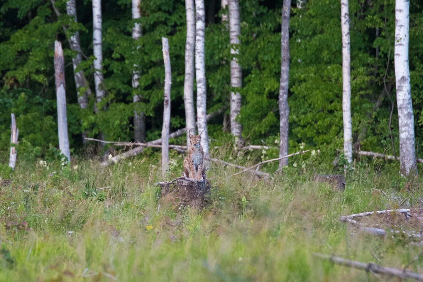Sakala piltnikul Marko Saarmil ühel juulikuu pühapäeval Turva külas Kurgnõmmes pildile püüda ilves, kes istus kenasti kännu peal. 23 aastat Heimtali jahiseltsi kuulunud Saarmil on õnnestunud kaamerasilma ette saada kõik kolm Eesti suurkiskjat: karu, hunt ja ilves.