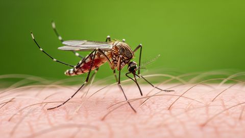 Sääskedega liigub Euroopasse viirus, millele pole ravi