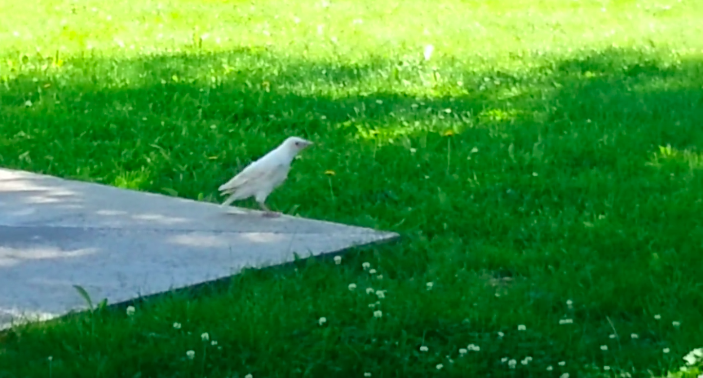 Белая ворона в Мустамяэ.