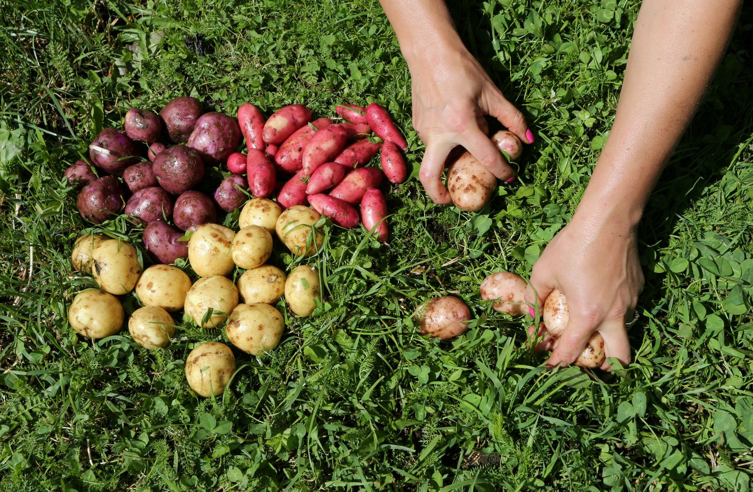 Istutamiseks mõeldud taimede, kartuli, teatud seemnete ja puidu ekspordiks on vaja fütosertifikaati.