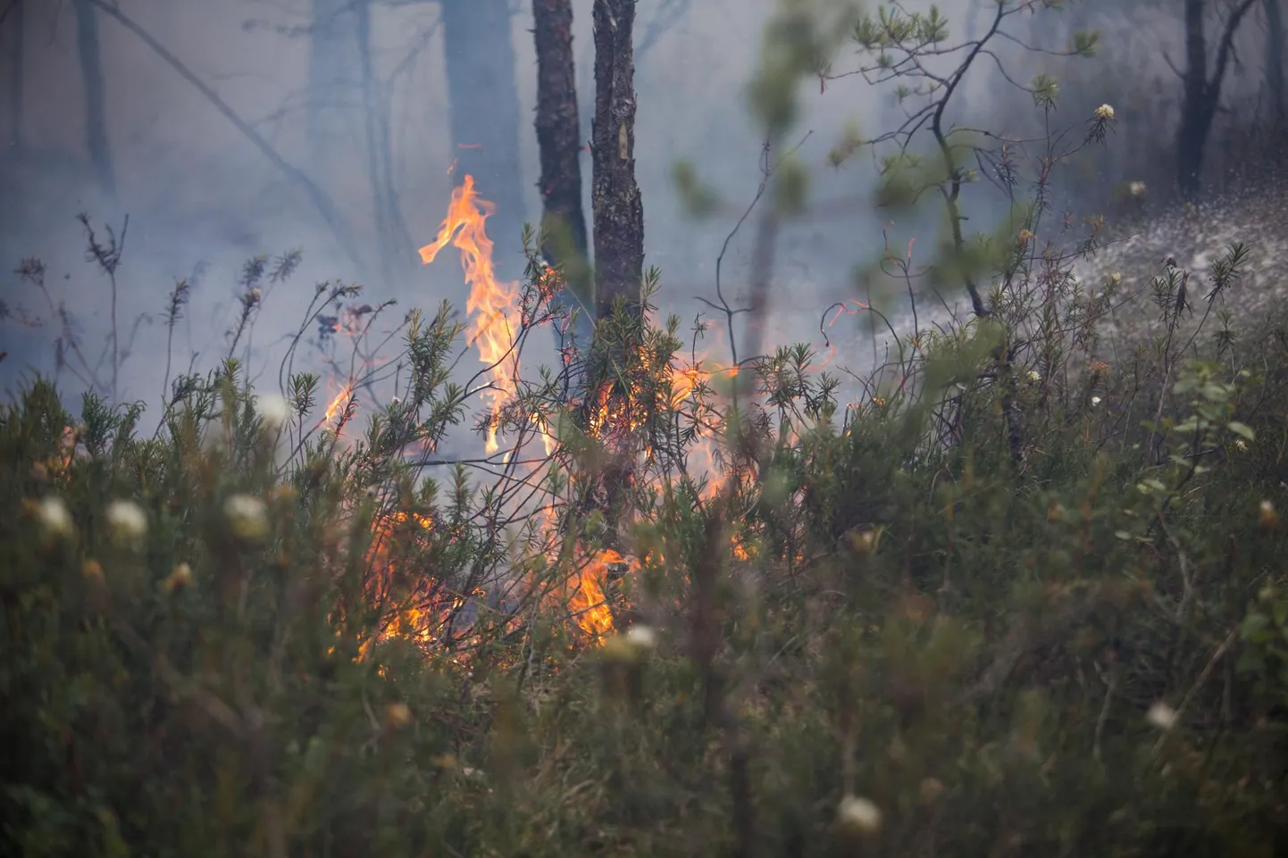 Ehkki lõkke tegemisel patrullijatele ohtlikke tuleasemeid silma ei jäänud tuli päästjatel kustutada laupäeva õhtul kaks kulupõlengut.