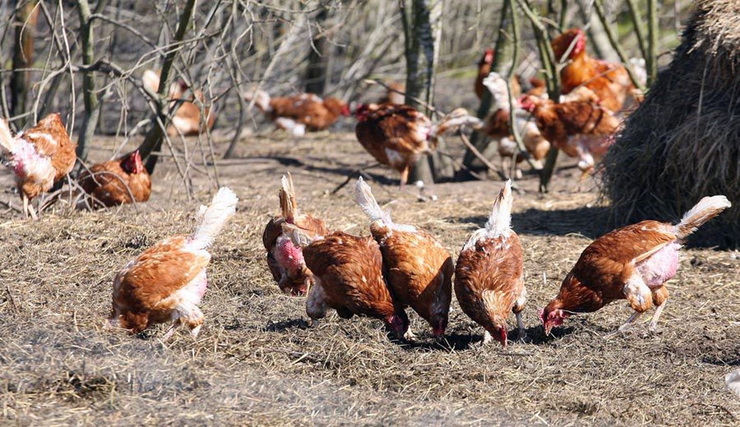 Kui seni on Kitsevälja talu tuhatkond kana saanud vabalt käia õues siblimas, siis sel kevadel peavad nad lauda kitsaste oludega leppima.