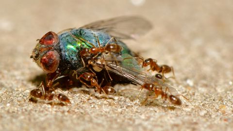 Putukatest kirurgid – loe, mida tegi sipelgas oma haige liigikaaslasega