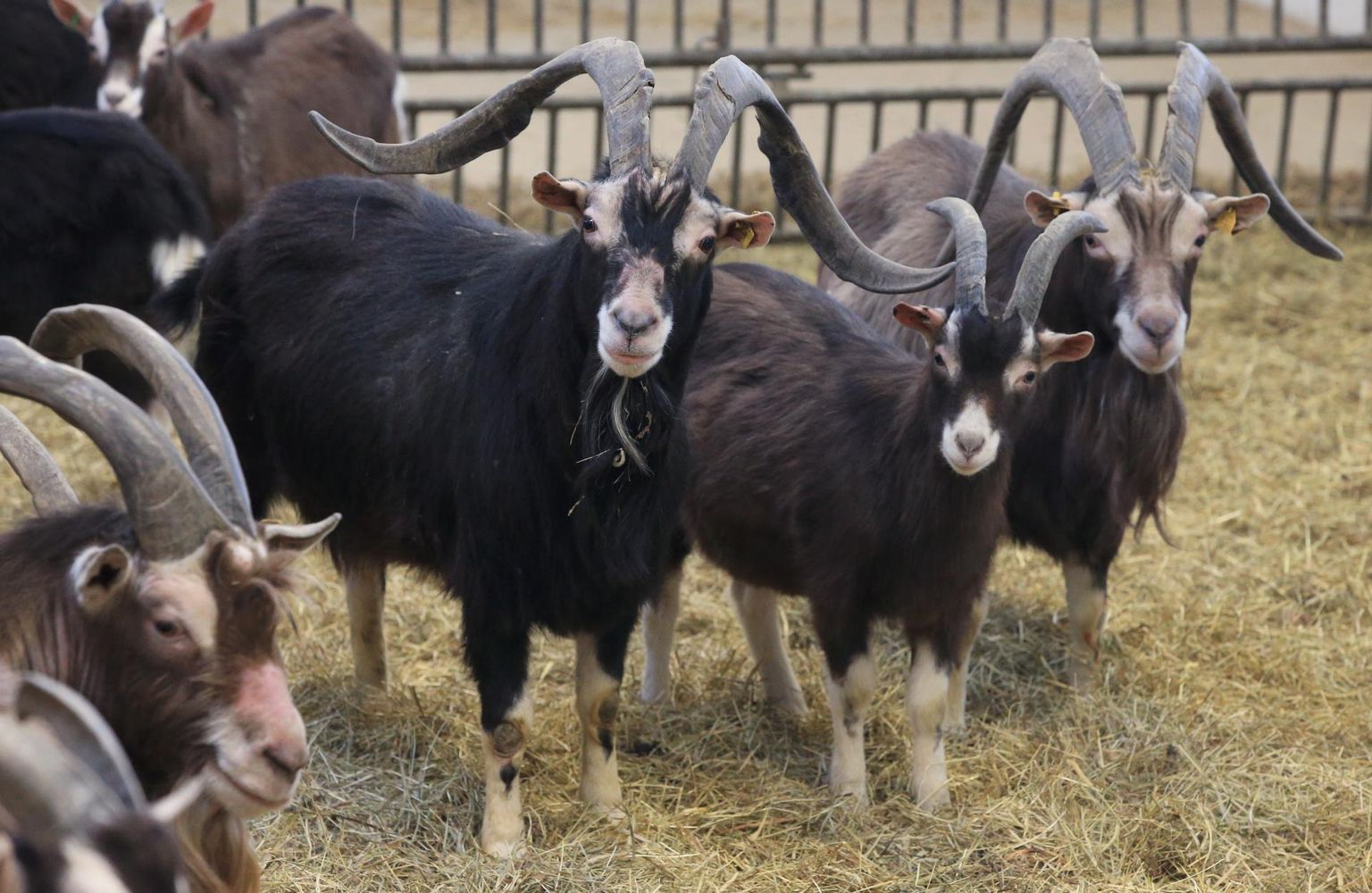 Andri-Peedo kitsetalu karjas on 400 looma, nüüd lükkab pererahvas käima ka digikitsede projekti.

Margus Ansu / Tartu Postimees