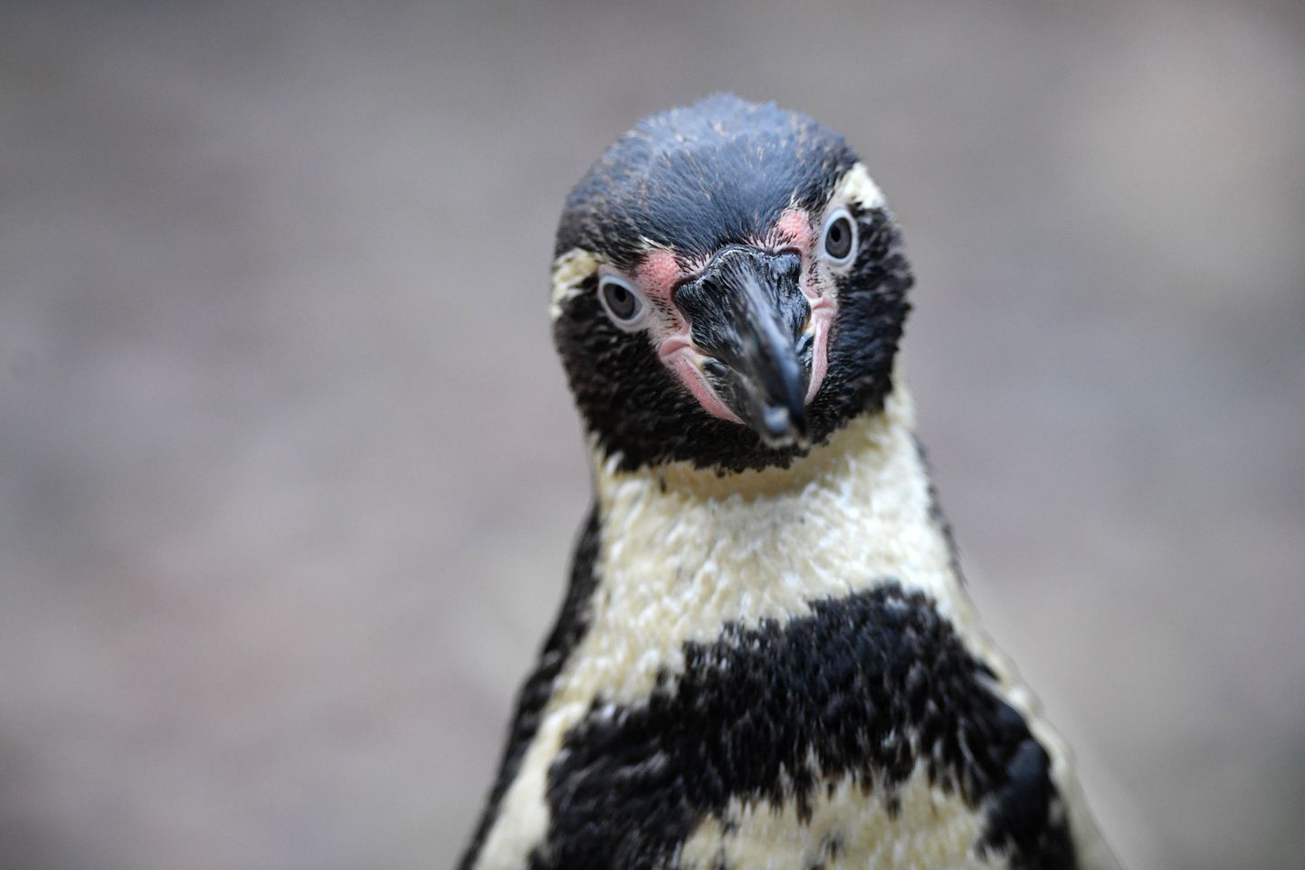 Humbolta pingvīns.