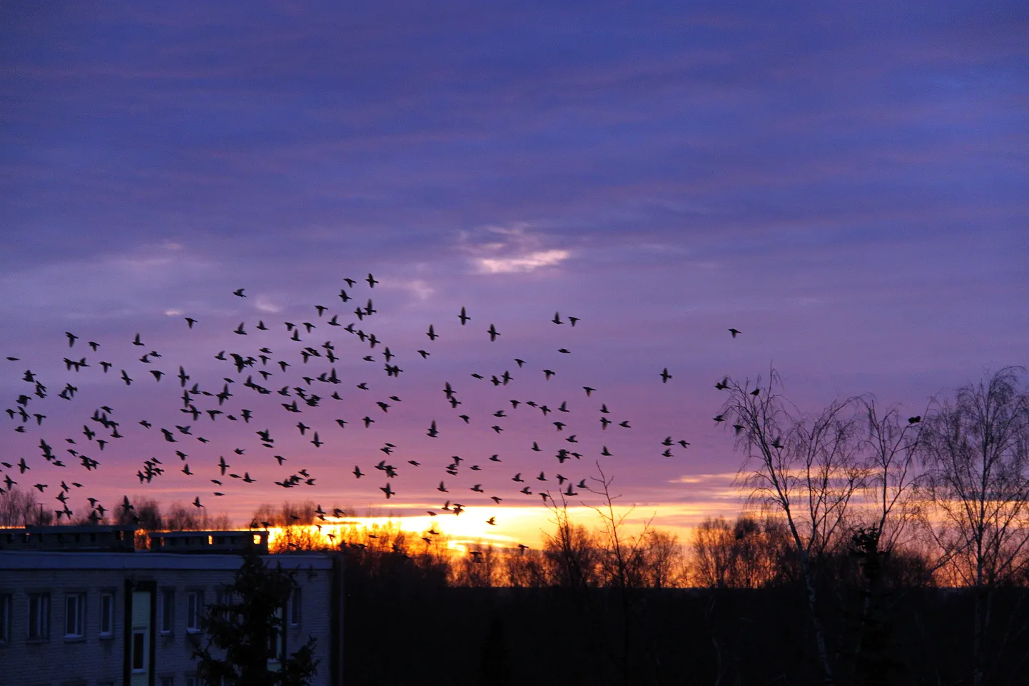 Raksta foto