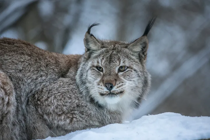 VAATA JA KUULA Pärnumaal jäi rajakaamera ette ilves, kes häälekalt ...