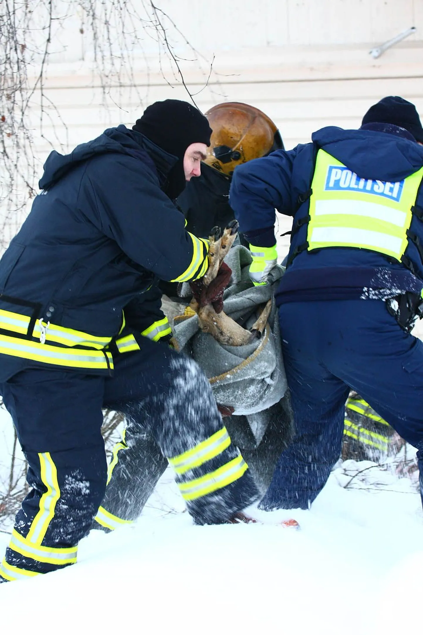 Edasi viidi metskits veterinaari juurde.