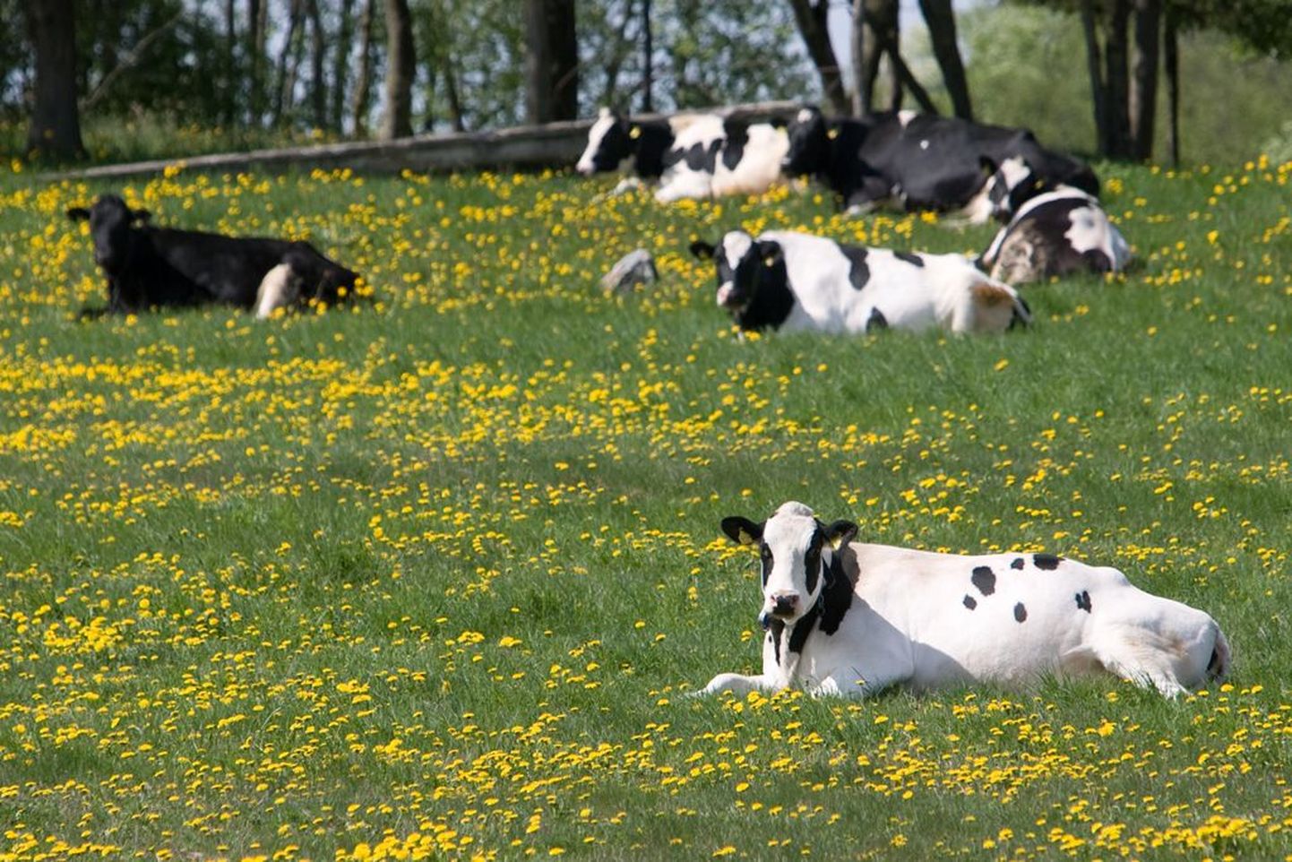 Pildil on lehmad karjamaal.