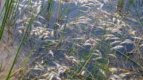 Тысячи мертвых рыб обнаружены в эстонском озере