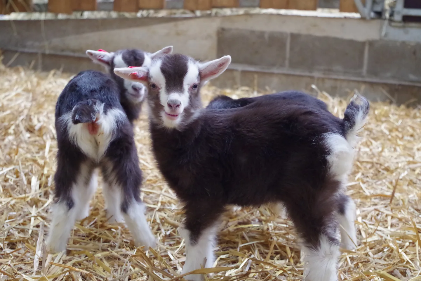 Võrumaa Andri-Peedo kitsefarm.