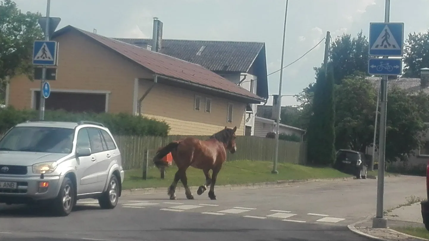 Hobune eksles Valgas autode vahel.
