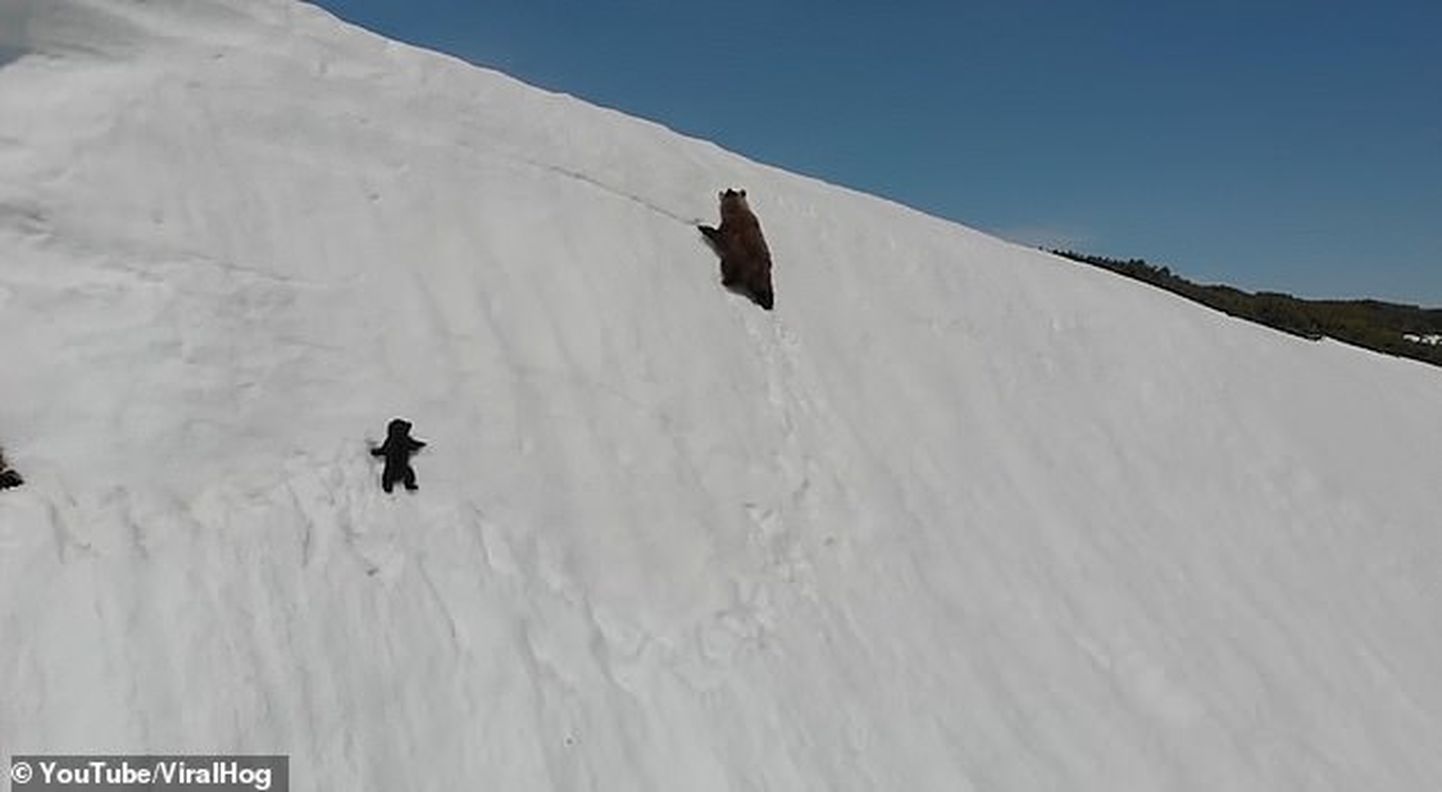 Ema karu ja karupoeg lumisel mäel.