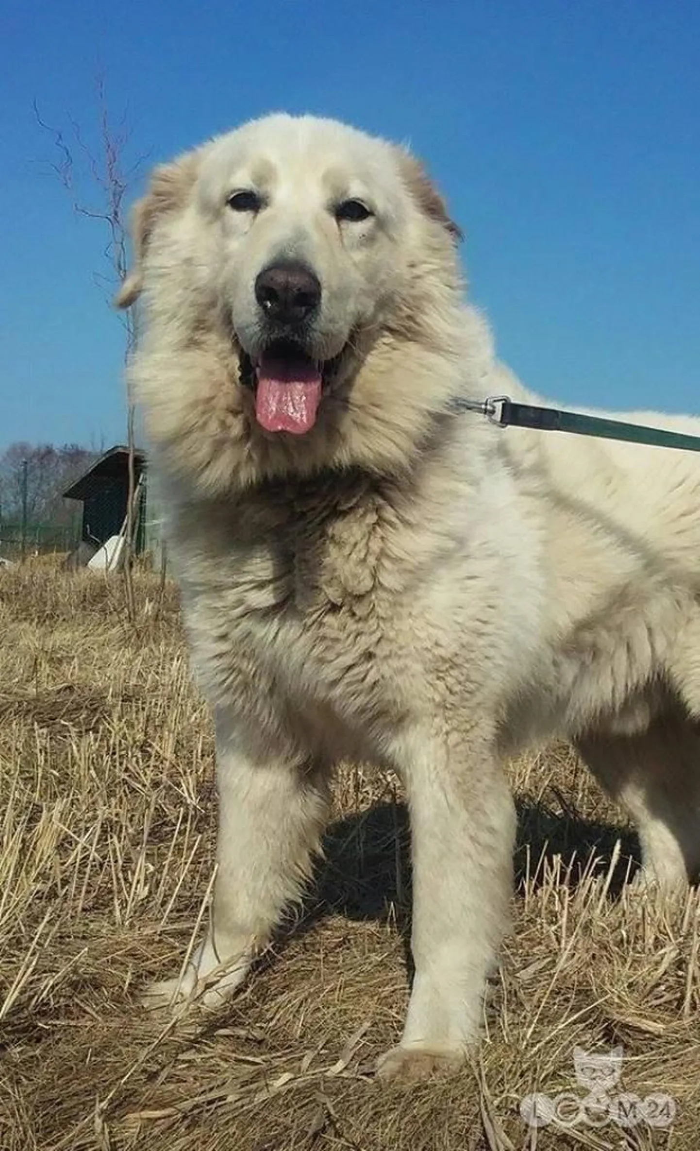 Bruno.