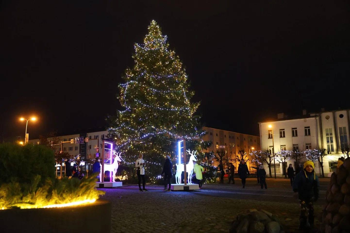 Kaunil käharal Rakvere jõulukuusel süttisid esimesel advendil tuled.