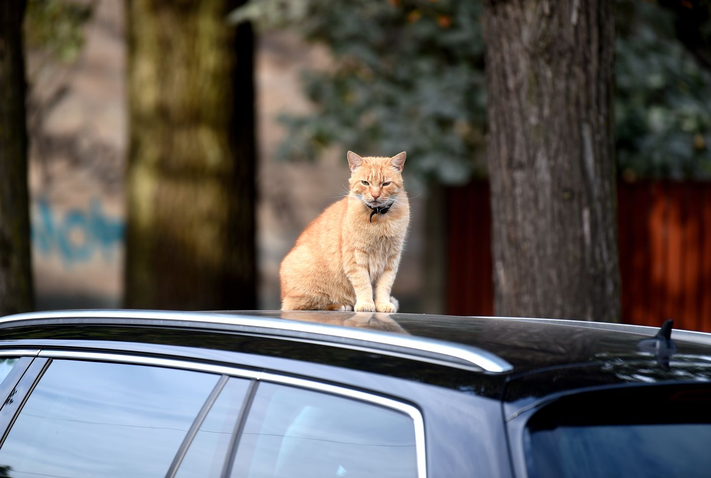 Кот на крыше машины