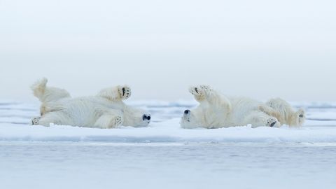 Jääkarud matkasid lemmikuks saanud sööklatoidu pärast 600 kilomeetrit