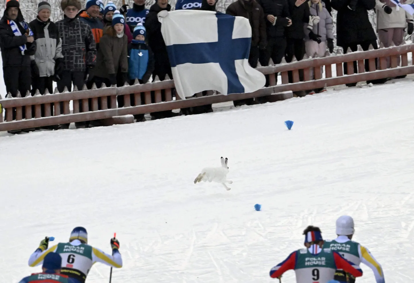 Ruka MK-etapi täheks sai rajale tormanud jänes.